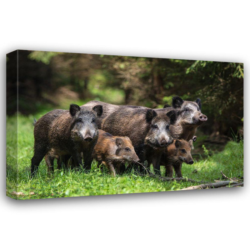 Art sur toile tendue par Millwood Pines Volkel, Stefan Gallery, Wild Boar Family, H 28 po x l 40 po