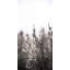 Bear Lake Foliage I Print by Chris Dunker-26775228-26775229