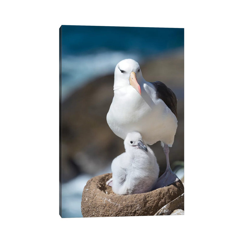 Adult And Chick Black-Browed Albatross On Tower-Shaped Nest, Falkland Islands. by Martin Zwick - Wrapped Canvas Print