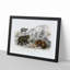 Polar, Grizzly and Bears by Oliver Goldsmith - Picture Frame Painting Print-55601817-55601819