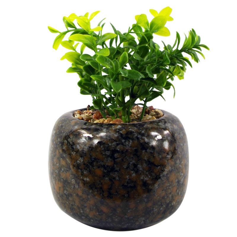 Annistin 16cm Plant