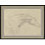 Sketch Of Horses Head Giclee Print