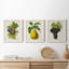 Antique Fruit VI - ensemble de 3 reproductions d'art sur toile-1071139945-1071139948
