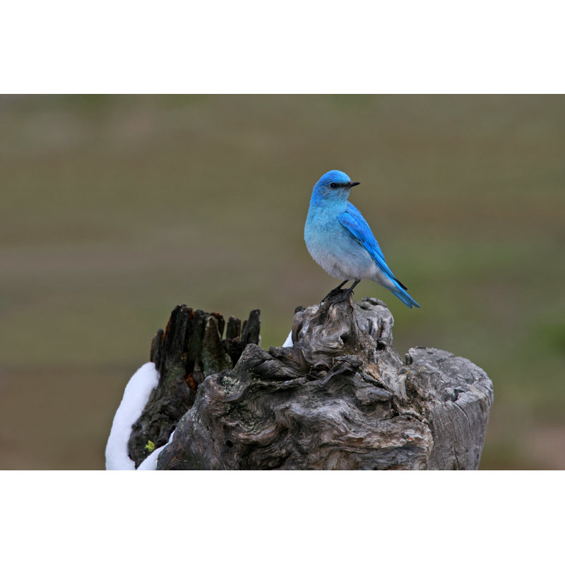Bluebird Beauty by Silfox - Wrapped Canvas Print, 30cm H x 46cm W