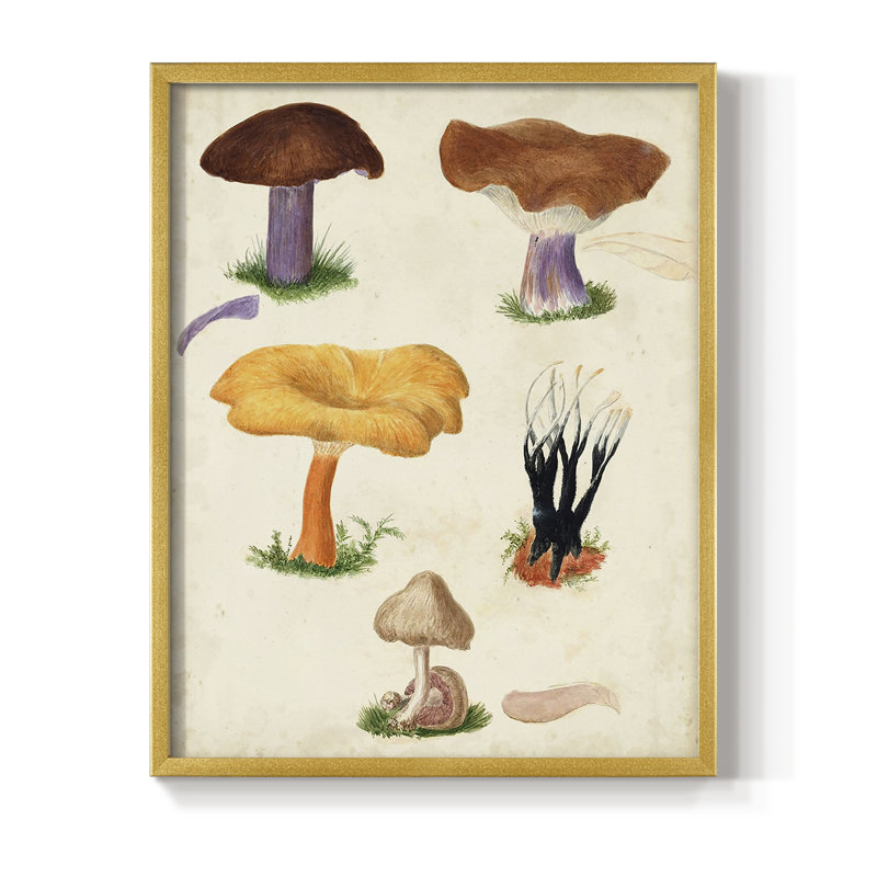 Reproduction encadrée Mushroom Species VII - bois massif, Or, H 10 po x l 8 po