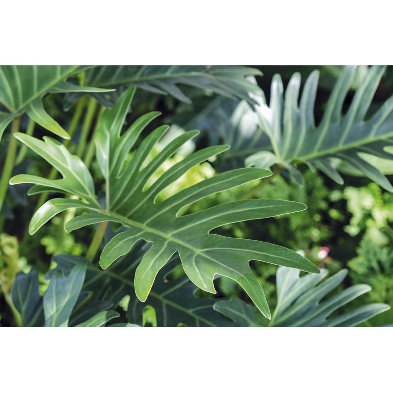Philodendron Xanadu - Photographie sur toile tendue, H 8 po x l 12 po