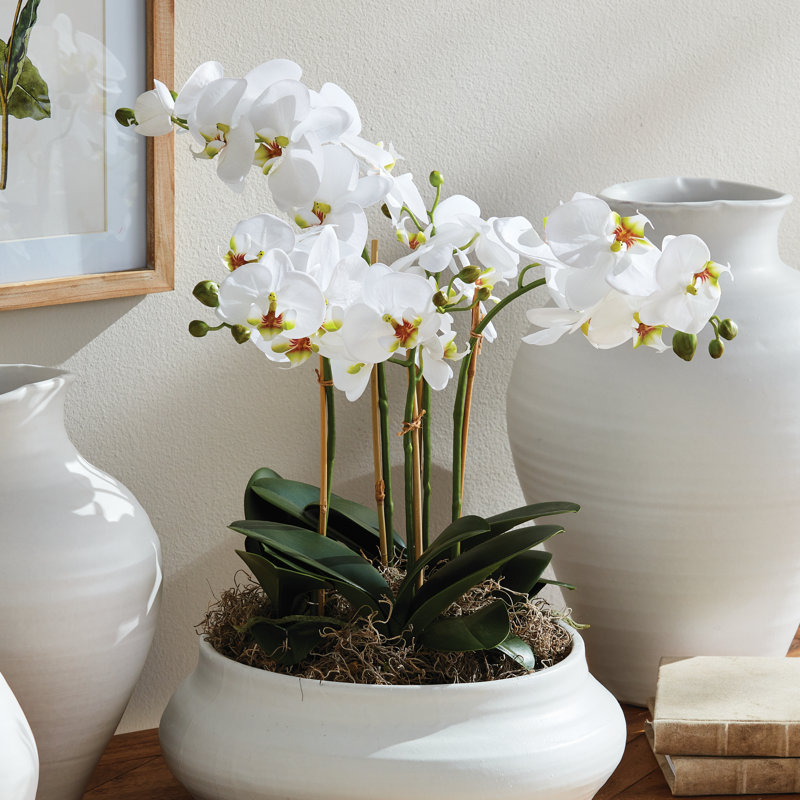 Luxe Phalaenopsis Orchid Bowl Arrangement, 20" H x 9" W x 9' D