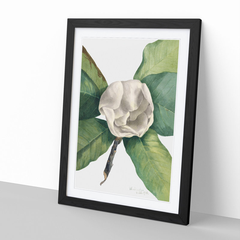 Southern Magnolia Vol.2 by Mary Vaux Walcott - Picture Frame Painting, 48cm H x 36cm W x 2cm D, Black Framed