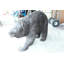 Statue en bronze fabriquée à la main A Bear Bear