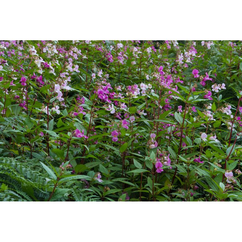 Himalayan Balsam by FatManPhotoUK - Wrapped Canvas Print, 30cm H x 46cm W