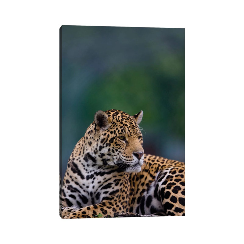 Jaguar by Goran Anastasovski - Wrapped Canvas Print, 66.04 cm H x 45.72 cm W x 3.175 cm D