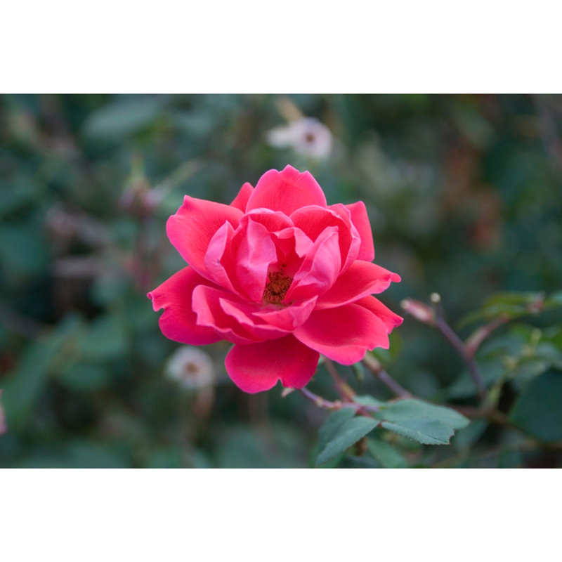 Beautiful Hot Pink Flower On Green Leaves - Wrapped Canvas Art Prints, 30cm H x 46cm W