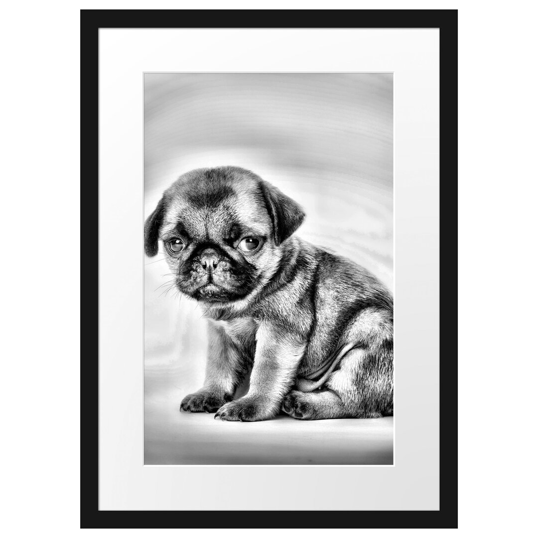 Gerahmtes Poster Kleiner Hundewelpe Mops