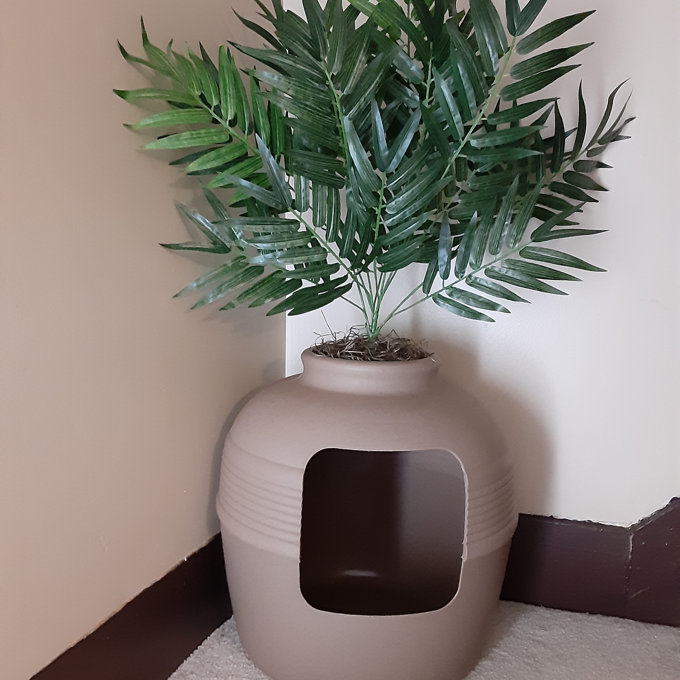 emerald green plant Peperomia Emerald Green