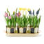 Courtly Stripe Triple Potted Blooms