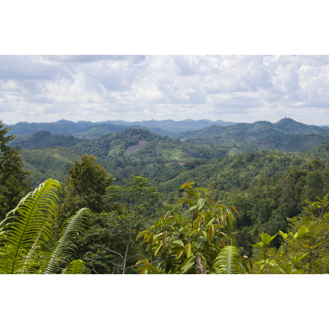 Blick über den Dschungel in Borneo, Malaysia