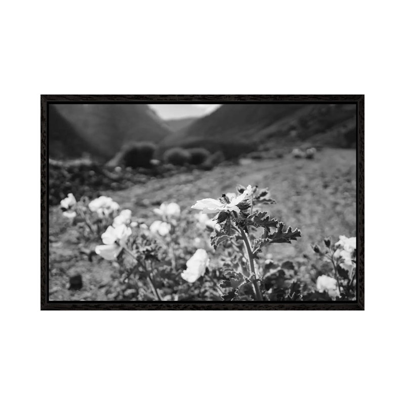Monochrome Yosemite Blooms II by Bethany Young - Print on Canvas, Black Framed, 45.72cm H x 66.04cm W x 3.81cm D