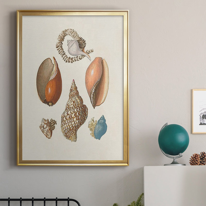 Knorr Shells & Coral I, reproduction encadrée de qualité supérieure - prête à être accrochée, Or