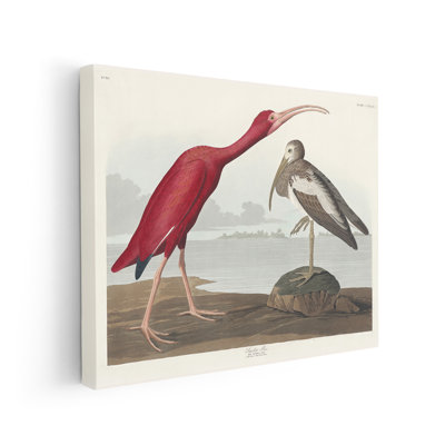 John James Audubon - Écarlate