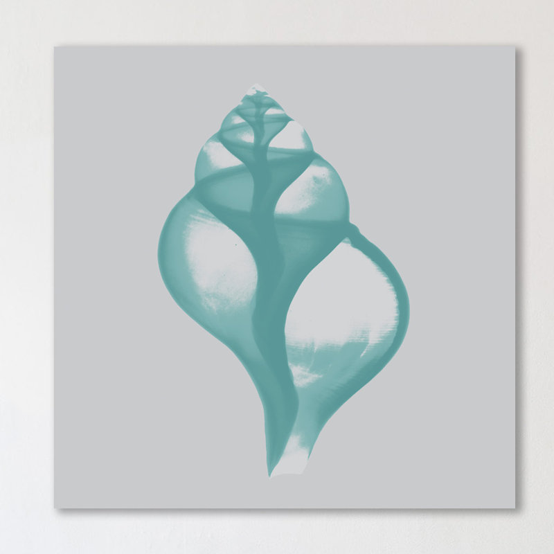 Tulip Shell - Wrapped Canvas Print, 30 cm H x 30 cm W