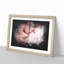 Petals of a Pink Carnation - Picture Frame Graphic Art Print-56861606-56861609