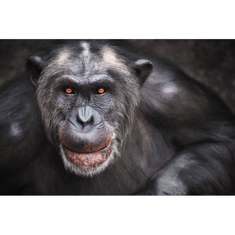 Old Male Chimpanzee by LordRunar - Wrapped Canvas Print, 20cm H x 30cm W x 3.8cm D