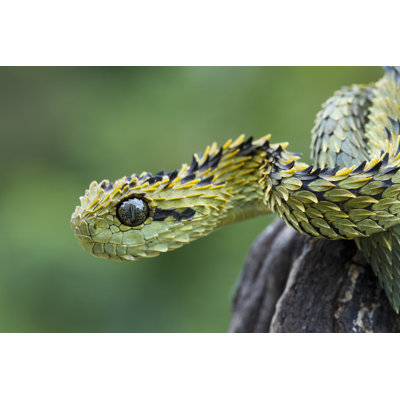 Hairy Bush Viper Snake by Mark Kostich