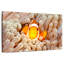 Anémone Clownfish-1065757055