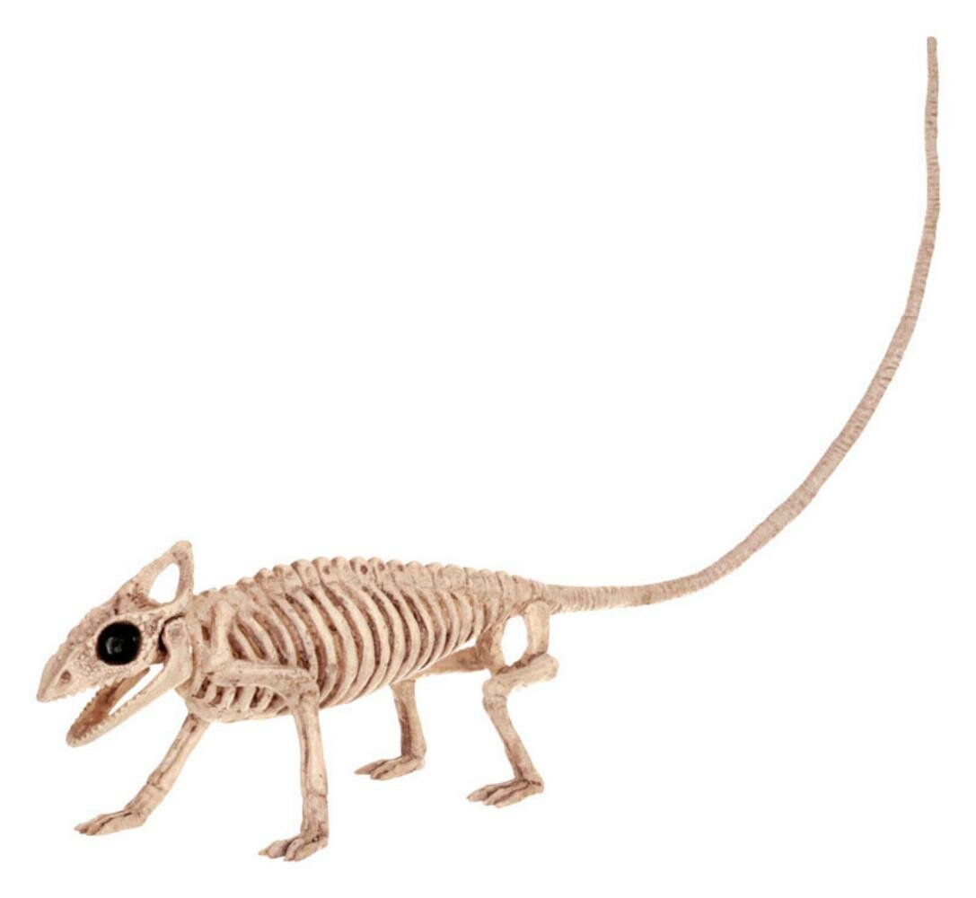 The Holiday Aisle® Assortment of Animal Skeletons Halloween Decorative ...
