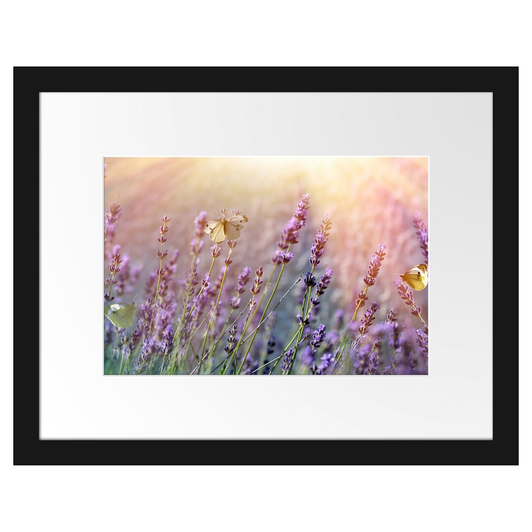 Gerahmter Fotodruck Butterfly on Lavender Flowers