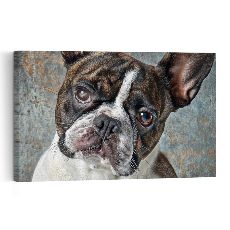 Curious French Bulldog Dog Wall Art Print, 60.96cm H x 40.64cm W