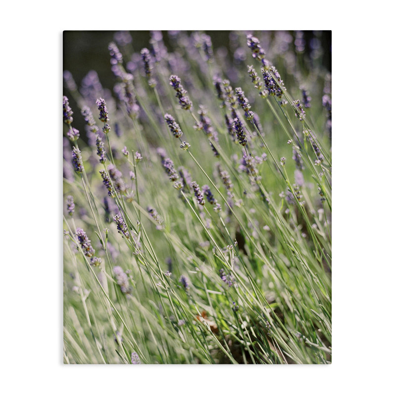 «Country Country Lilac Garden» par Justine Milton, H 20 po x l 16 po