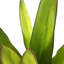 177.8cm Faux Snake Plant (Sansevieria) Plant in Pot Liner