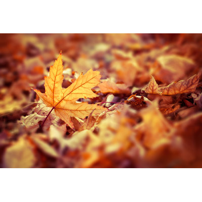 Autumn Leaves - Wrapped Canvas Print
