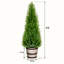 36 " H Faux Cedar Topiary in Plastic Pot
