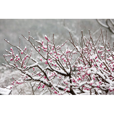 Dyann Plum Blossom - Wrapped Canvas Print
