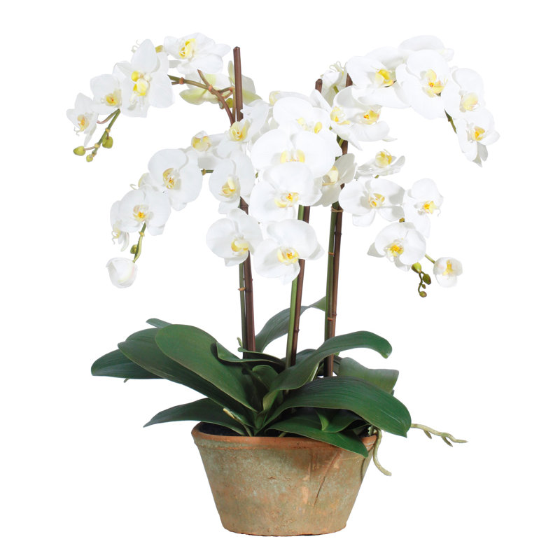 PHALAENOPSIS POTTED PLANTER