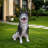 Lifelike Husky Dog Statue