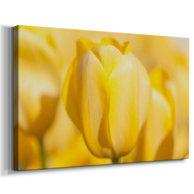 Sunshine Yellow II -Gallery Wrapped Cavas