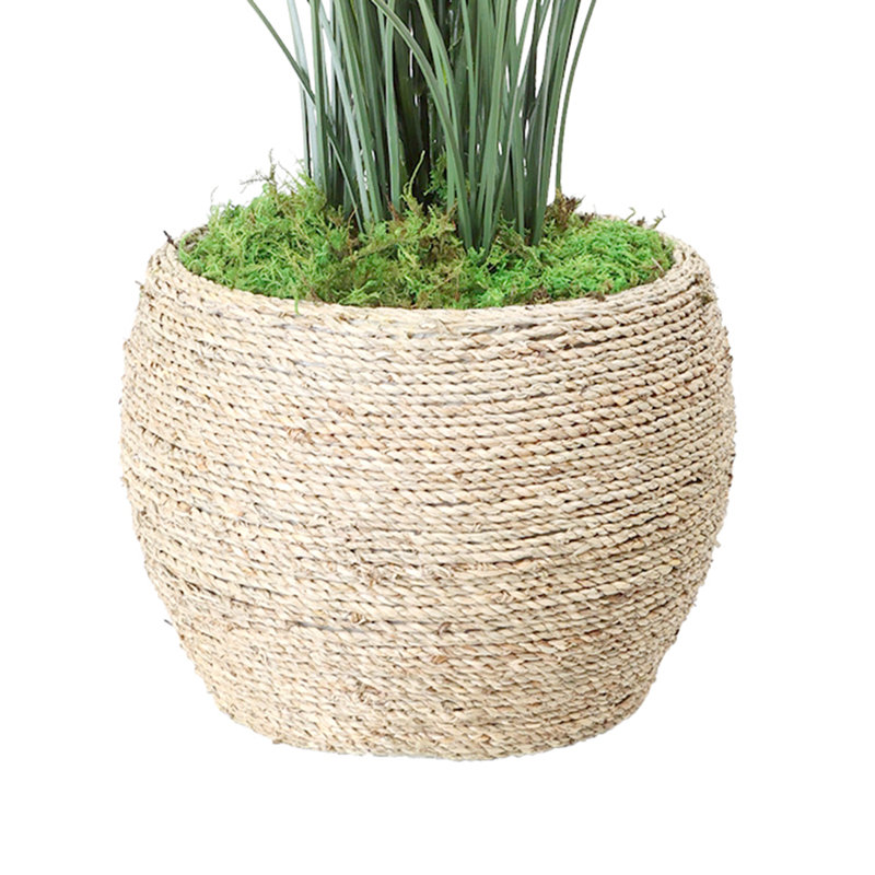 Herbe dans un pot à fleurs, Petit