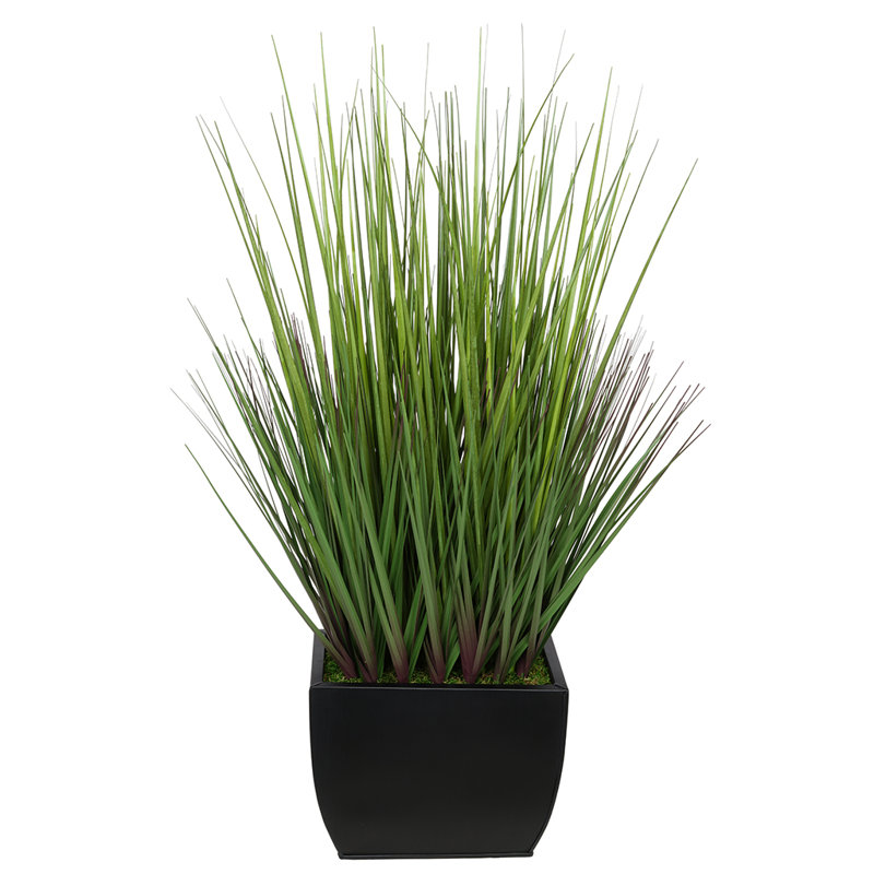 Herbe à feuillage 28 po en pot, Noir