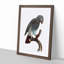 Grey Parrot Perched by F. Levaillant - Picture Frame Painting Print-55609138-55609139