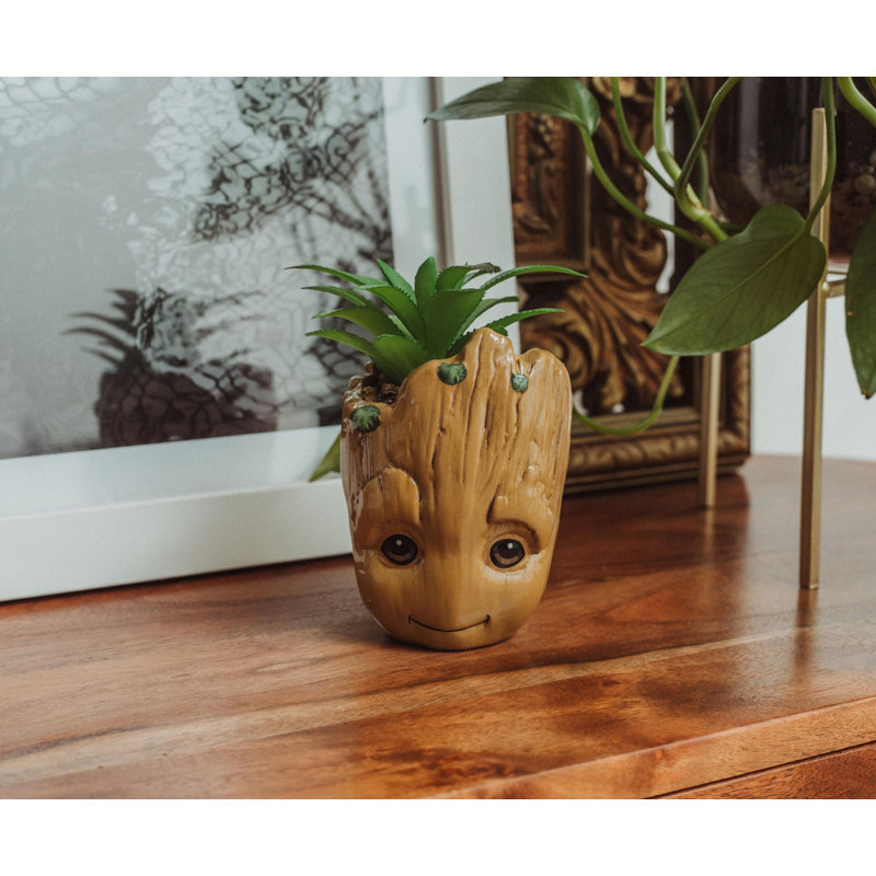 Plante de 6 po