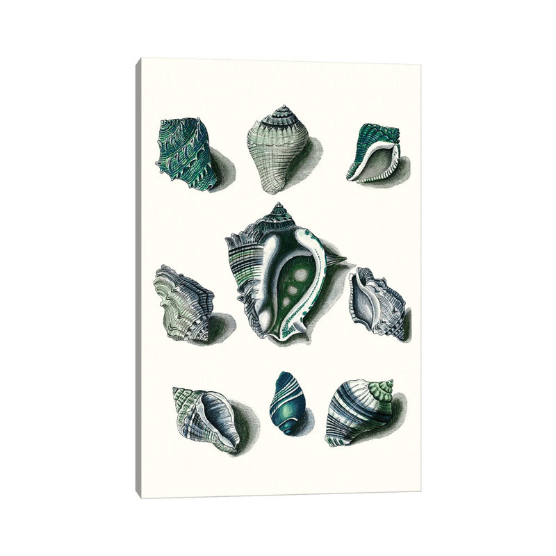 Celadon Shells IV 1 Piece Wrapped Canvas Wall Art, 30.48 cm H x 45.72 cm W