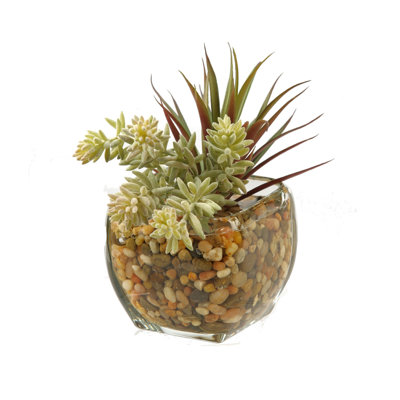 Cube en verre yucca succulent