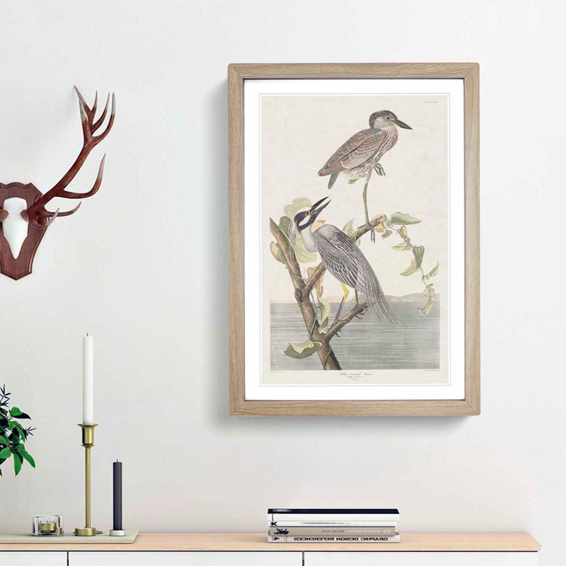 Yellow-Crowned Heron by John James Audubon - Picture Frame Art Print, 65cm H x 48cm W x 2cm D, Oak Framed