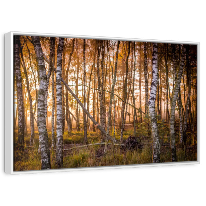 Forêt de bouleaux sombre, Cadre flottant blanc, 25 po x 17 po