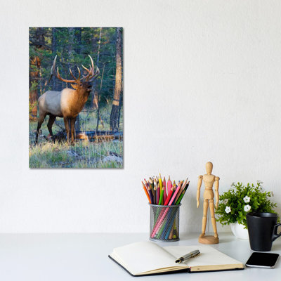 Rocky Mountain Bull Elk Bugling by Ken Archer - Wrapped Canvas Gallery-Wrapped Canvas Giclée