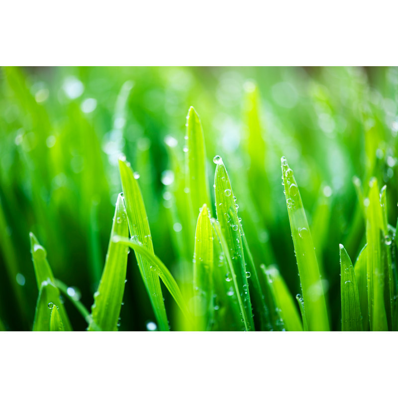 Herbe verte avec gouttes de pluie par 101 chats, H 8 po x l 12 po