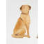 Man's Best Friend Back View - Brown Bedroom Framed Print